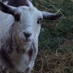 Bambie