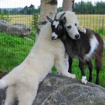 Doghuggoat