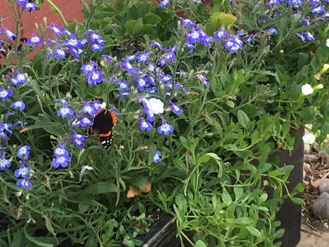 Butterfly_purple flowers