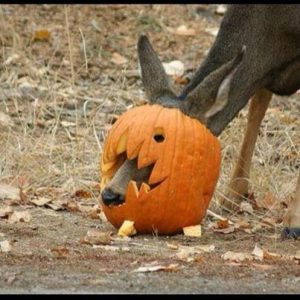 deer_pumpkin