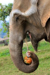 elephants_pumpkin