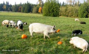 pigs_pumpkin