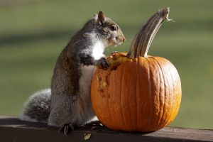 squirrel_pumpkin