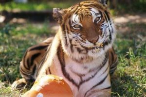 tiger_pumpkin